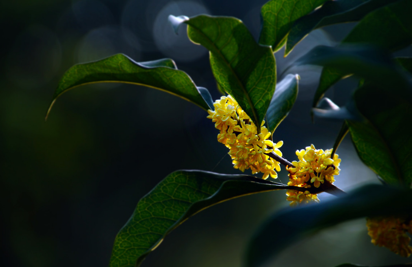 桂花 诗词(浓香满衣袂 不觉桂花开，十五首桂花的诗词，桂花香，秋意浓)