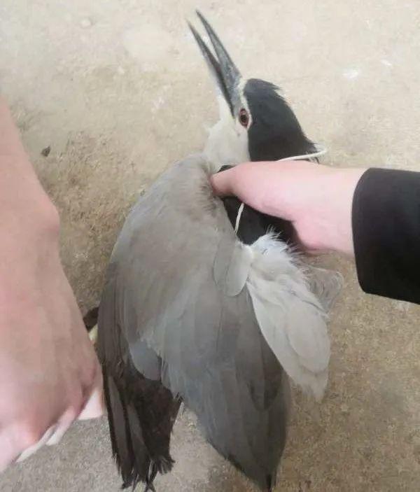 【每周警讯】平安衡阳市周报第1期（4.11——4.17）