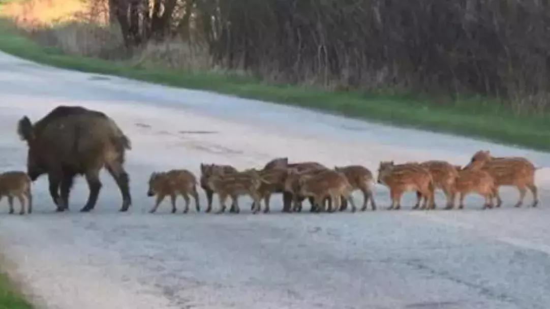 局部泛滥的野猪，为什么是我国三有保护动物？