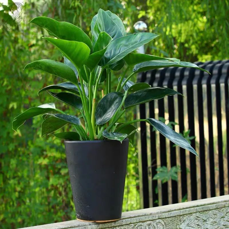 金钻花立冬后在北方怎么养详细介绍干货