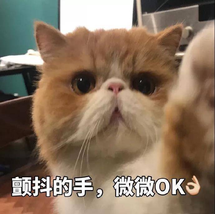 猫咪表情包OK系列：我觉得OK