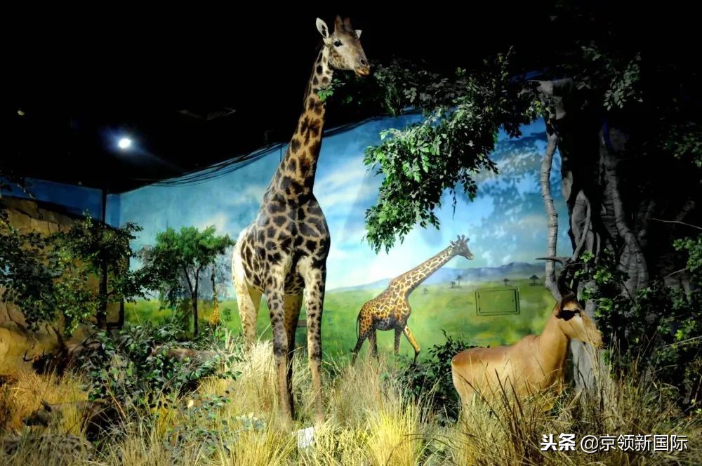 这所青岛的本科学校耗资16亿建综合医院，立志成为“民办清华”