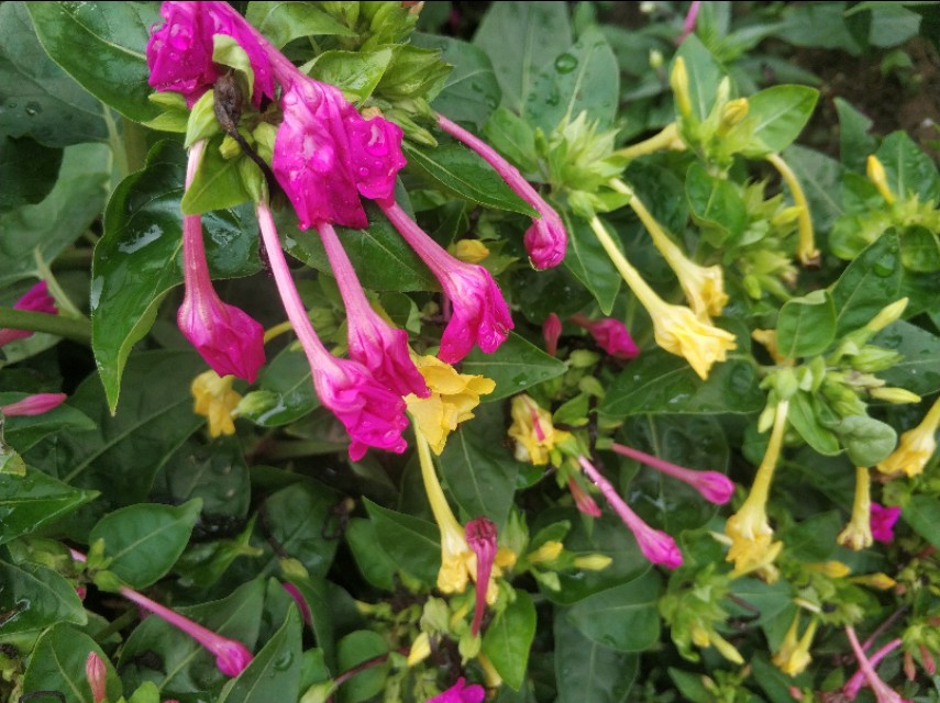 每个人都有诗和远方，那养花人的诗和远方又是什么呢？