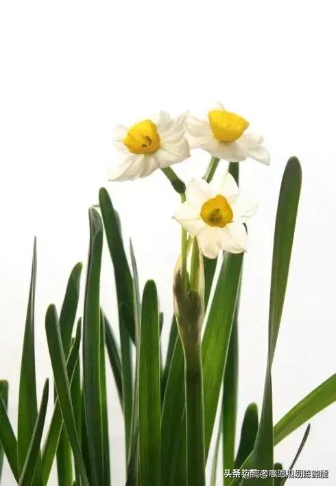 民族政策优势之一:部分重点大学民族班同普通录取分数比较分析