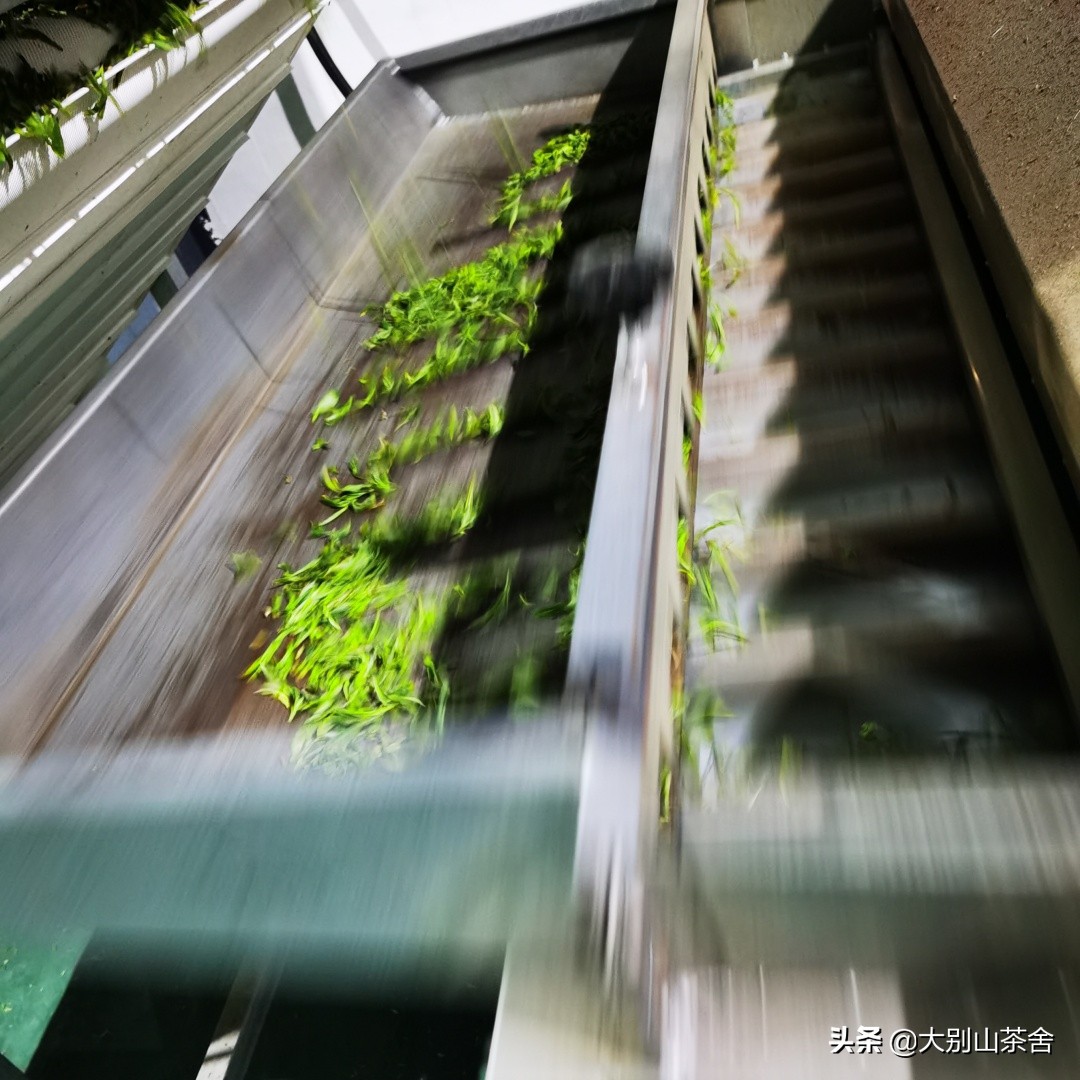 大别山采茶日记，茶季总结：茶歇犹依依，回首数峰青