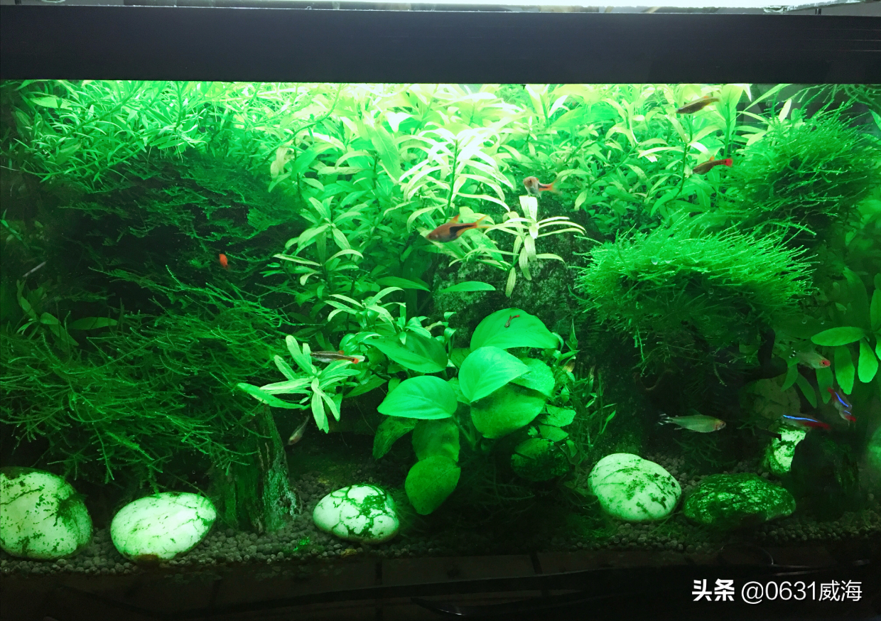 硝化细菌必须人为添加才有(硝化细菌必须人为添加才有效果吗)