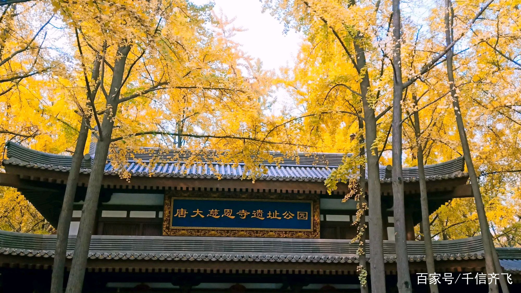银杏花语、传说和旅游景点推荐：又是一年深秋季，银杏遍地撒金黄