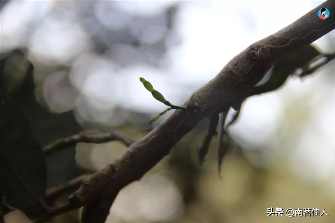 只要99！《南糯山·螃蟹脚》：药香高扬，清甜爽滑！加量不加价