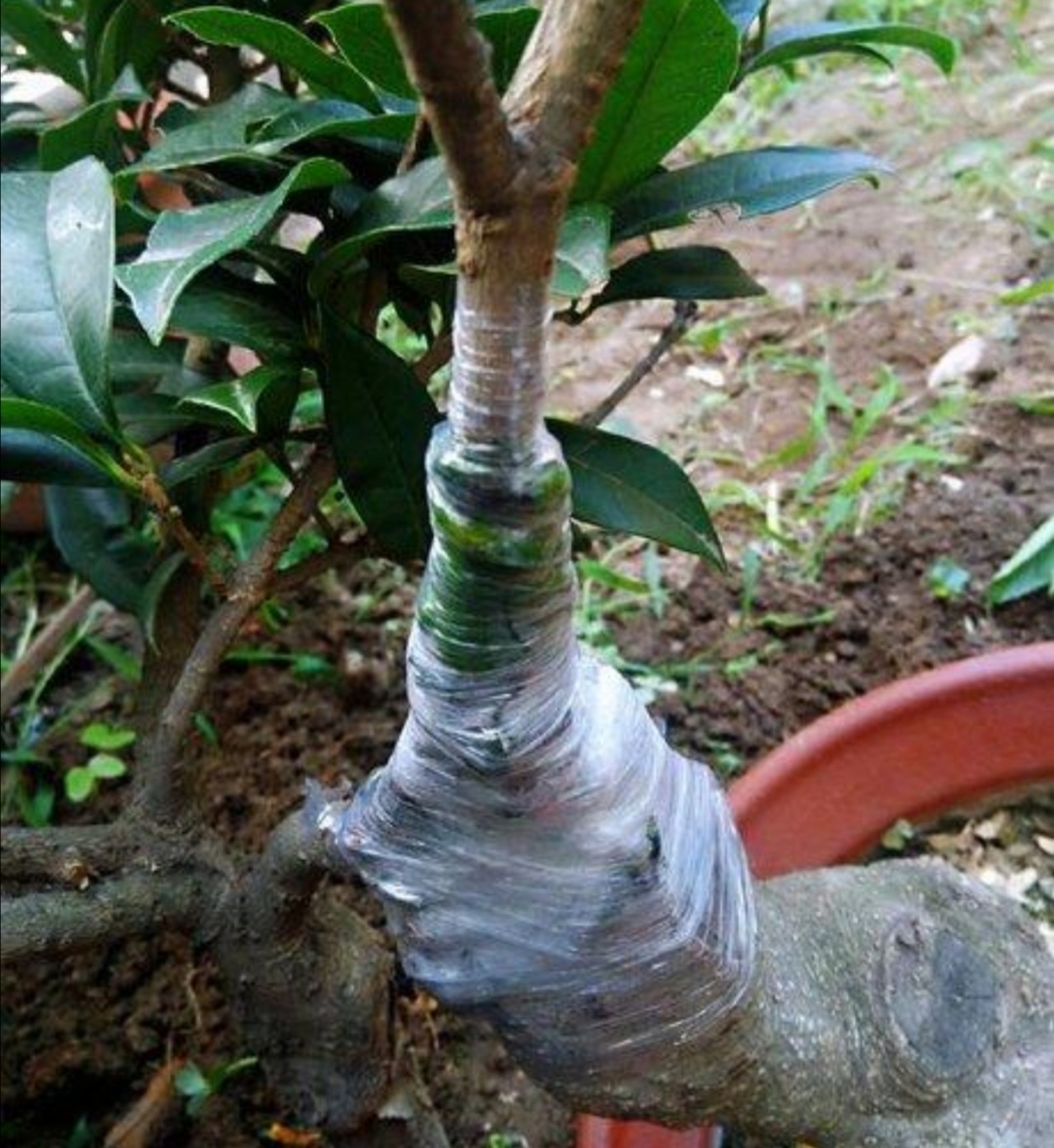 13扶苏嫁接桂花怎么养最佳「科普」 -骁龙网