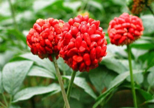 云南白药植物怎么养忌讳什么精心整理