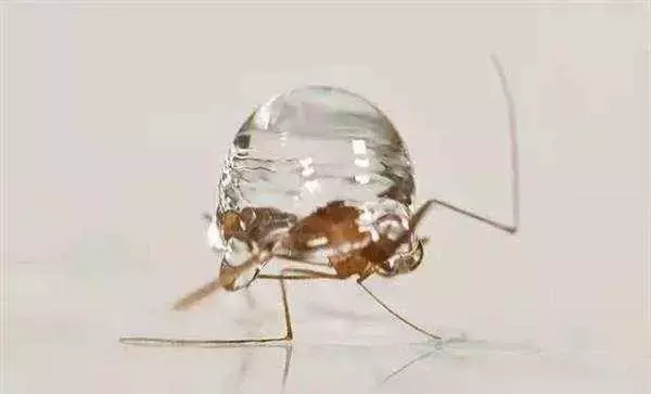 为什么蚊子永远不会被雨砸死?多年的疑问终于解开了
