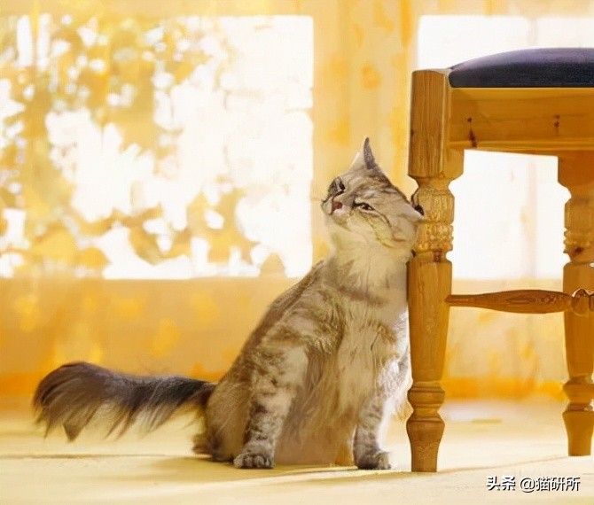 猫咪为啥沉迷吸鞋？这样会传染脚气吗？