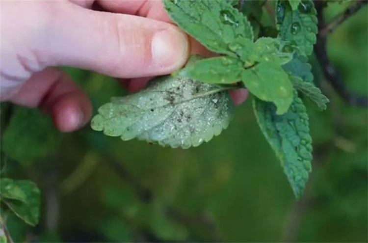 花叶上的小白虫怎么办（花叶小白飞虫出现原因及解决方法）