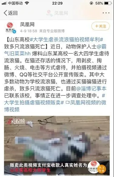 虐猫者心理分析：童年创伤，是滋养“恶魔”的温床