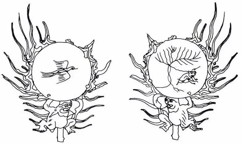 三足金乌化身太阳的真相:让人迷惑数千年,答案却出乎意料的简单