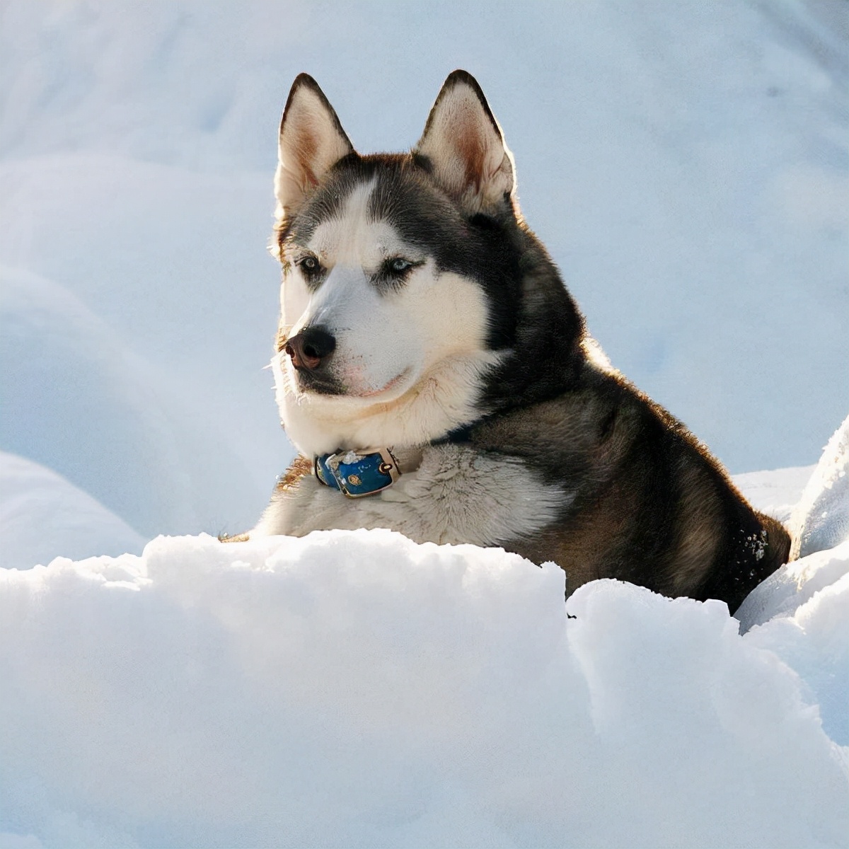 形容二哈狗样子的优美句子