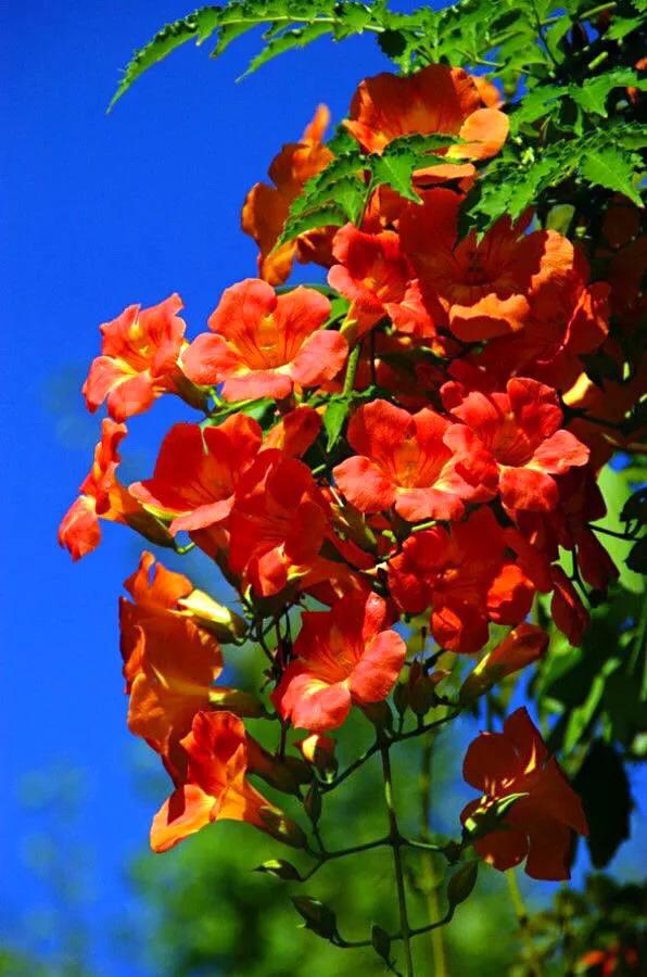 有关生如夏花的唯美句子_晶羽科技