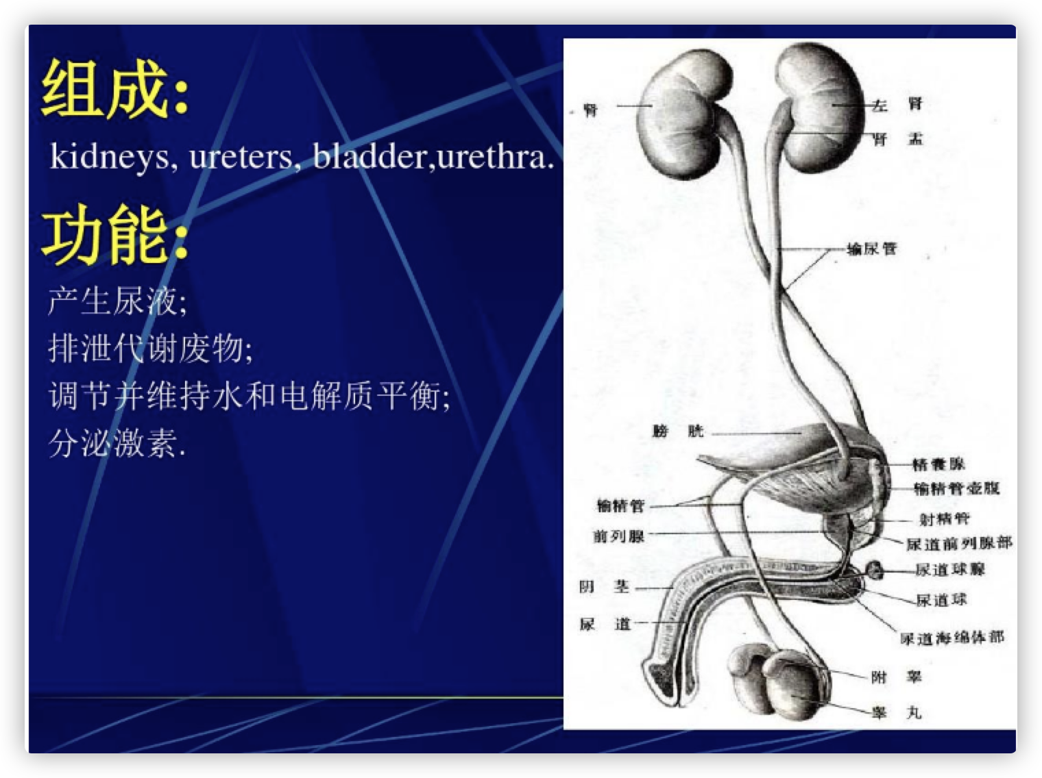 肾积水就代表有结石吗？彩超医生告诉你这其中的逻辑关系