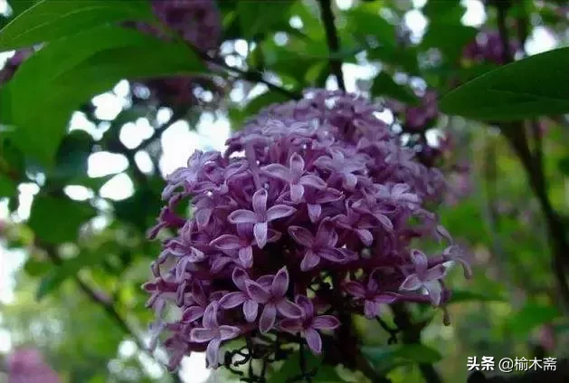 赞美丁香花的优雅诗句(十首丁香花的优美古诗词赏析)