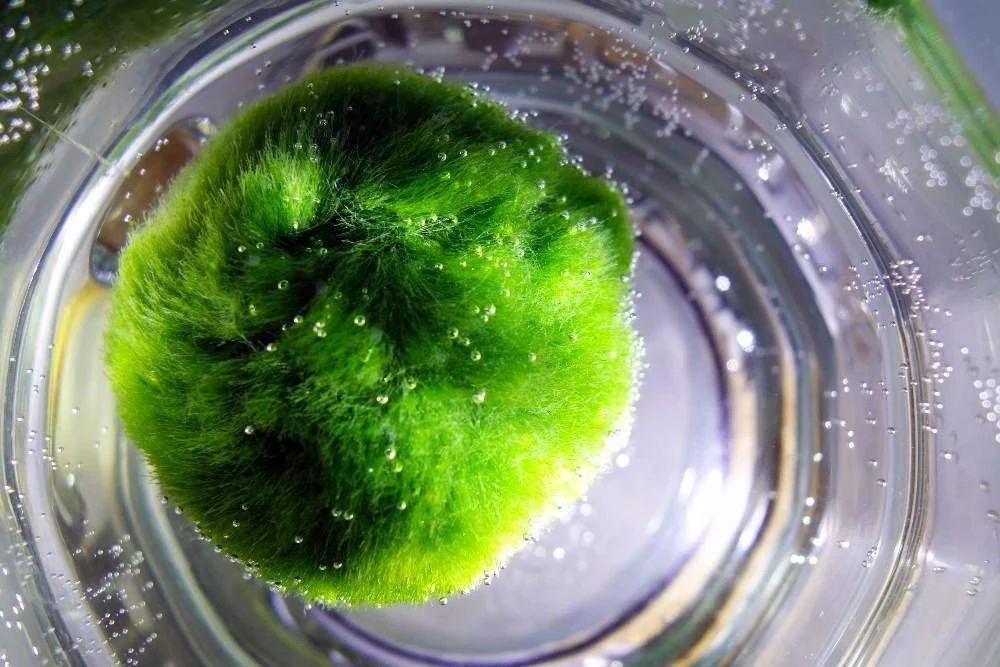 海藻球切开是什么样子图片