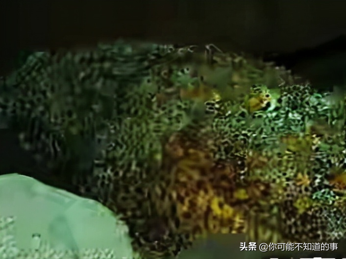 世界上最危险的海洋生物 探索神秘海洋十大最危险生物