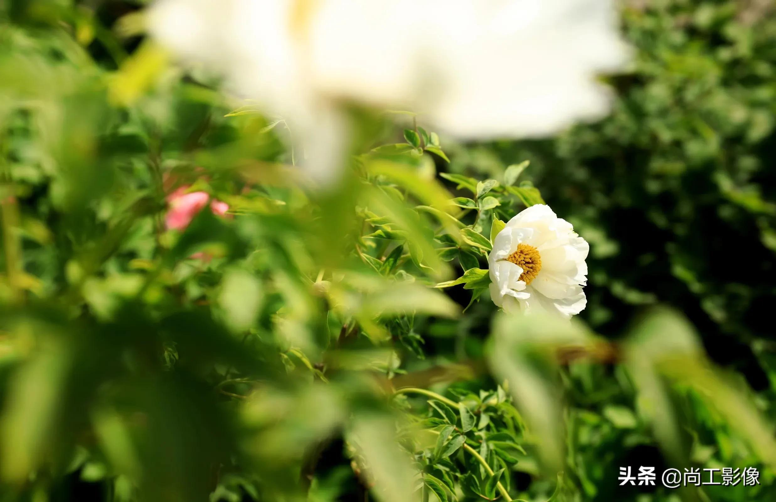 惟有牡丹真国色，花开时节惹人醉