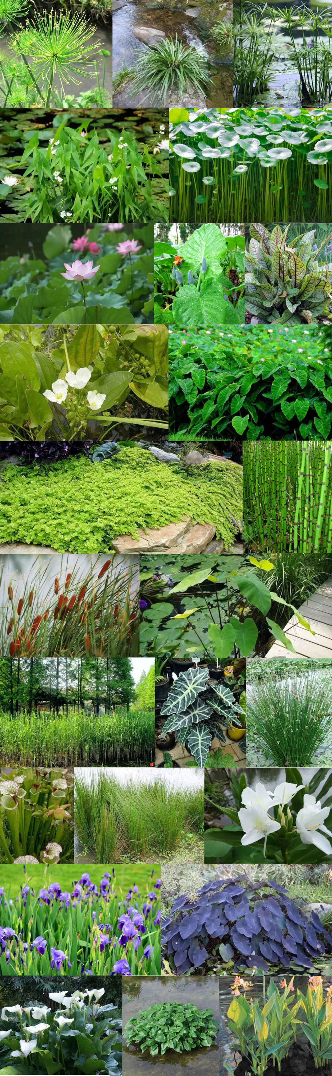 鱼池里的中国红，这样的庭院是不是爱了