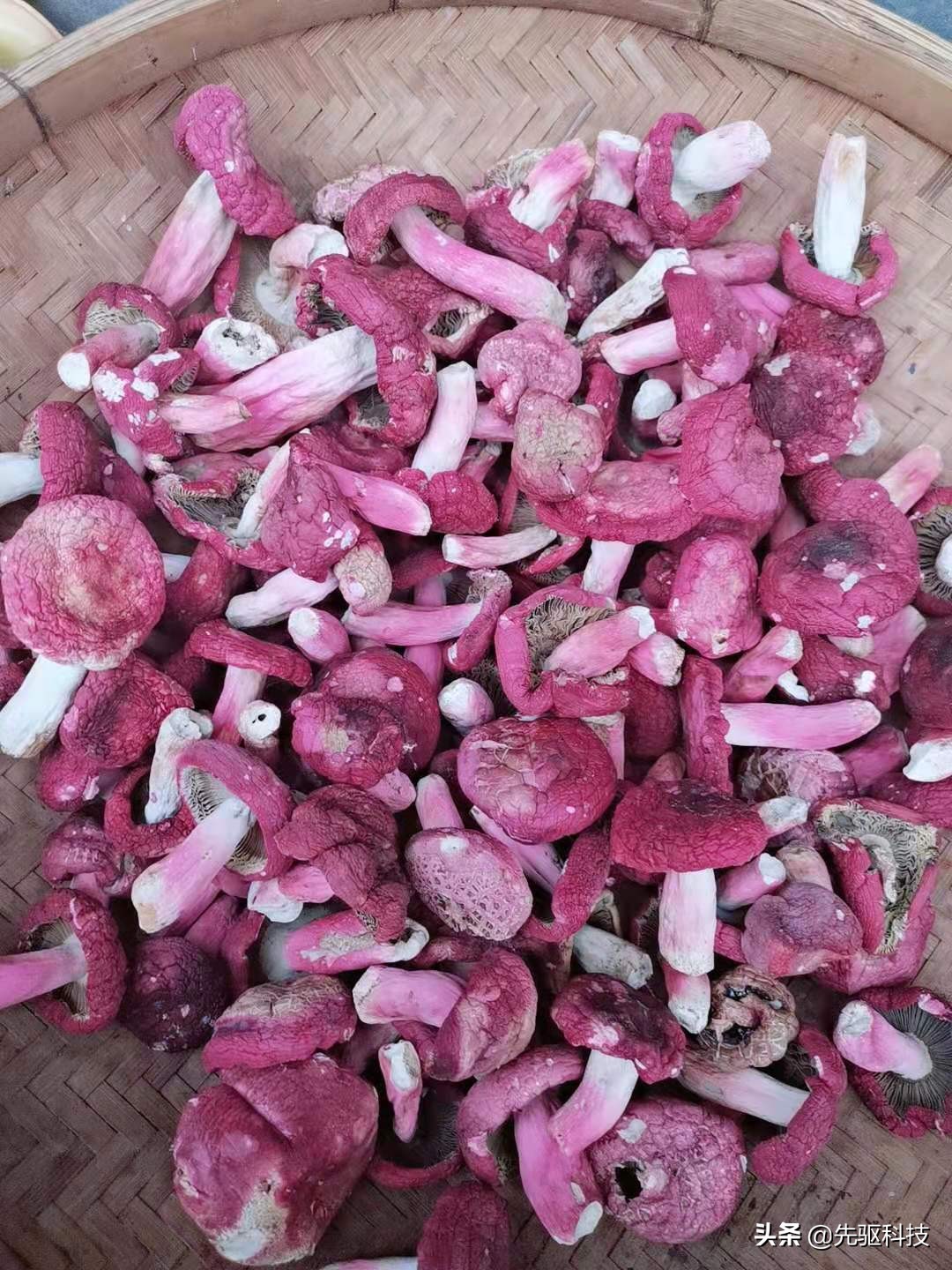 广西容县特产,1000块钱一斤的野生红菇,很补