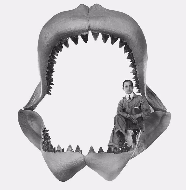 巨齿鲨的祖先是什么（曾经的海洋霸主的巨齿鲨）