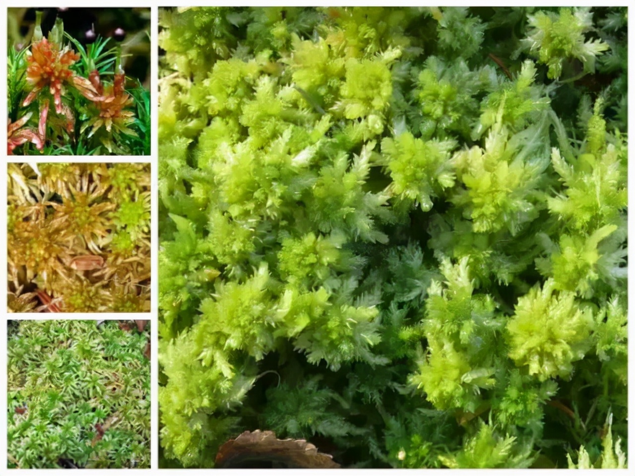 苔藓植物图片（小编带你盘点四十种苔藓植物）