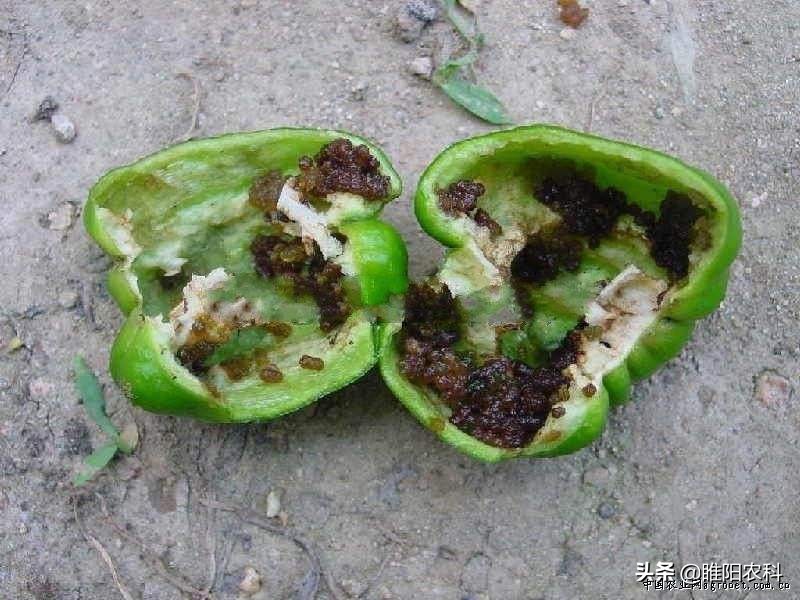 适用作物阿维·茚虫威安全性好,价格便宜,可广泛用于水稻,大豆,豇豆