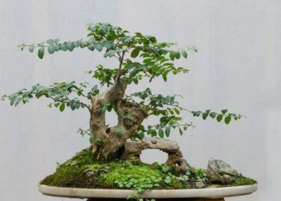 野外榆树疙瘩,常有奇异树桩,做成盆景观赏效果好