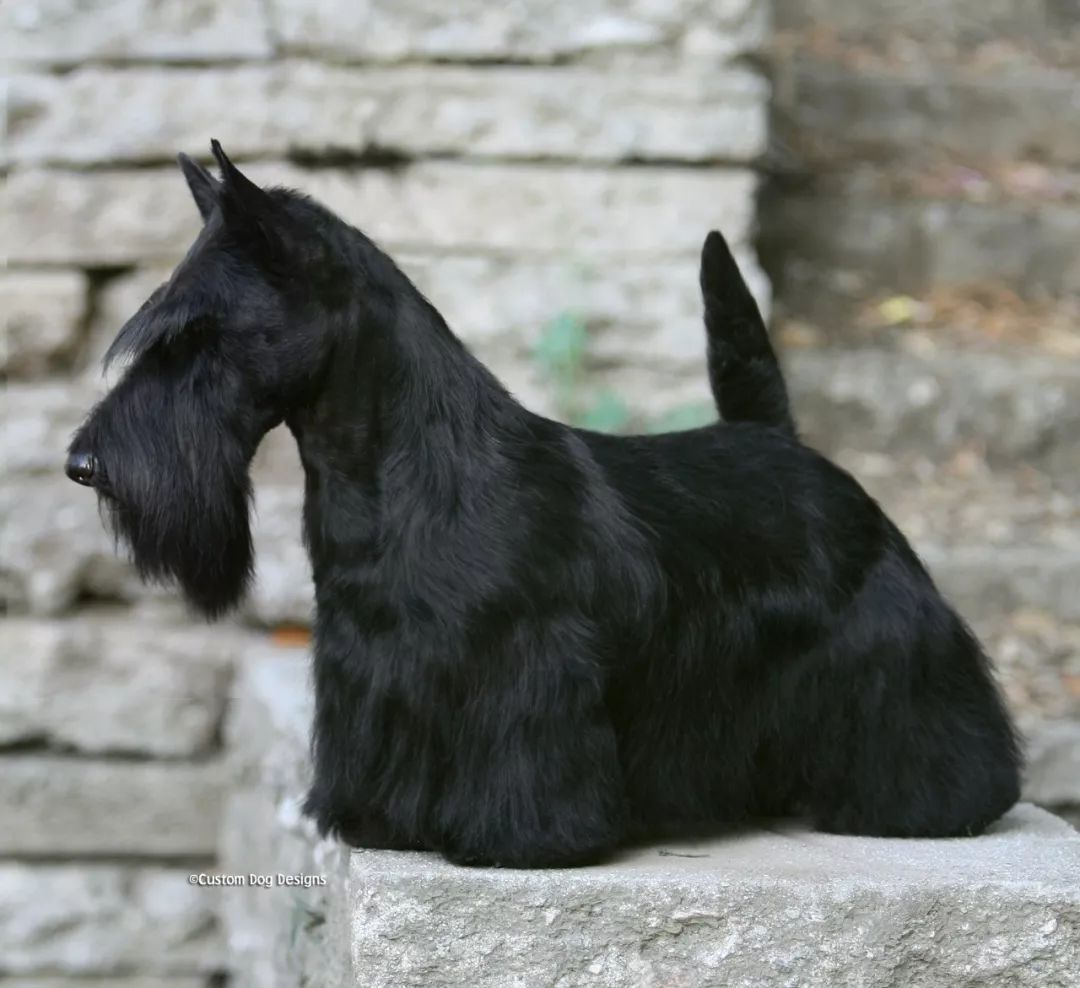 世界名犬品种大全（最全狗狗品种科普及简要介绍）