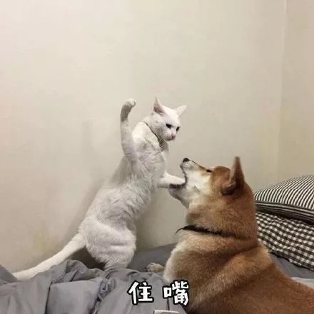 猫咪表情包合集｜不要逼我亮出武器