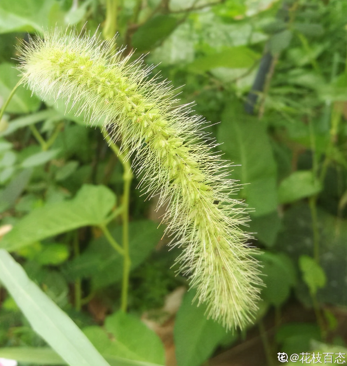 植物的种类繁多,名字也都千奇百怪,12生肖更是有自己专属的幸运花,快