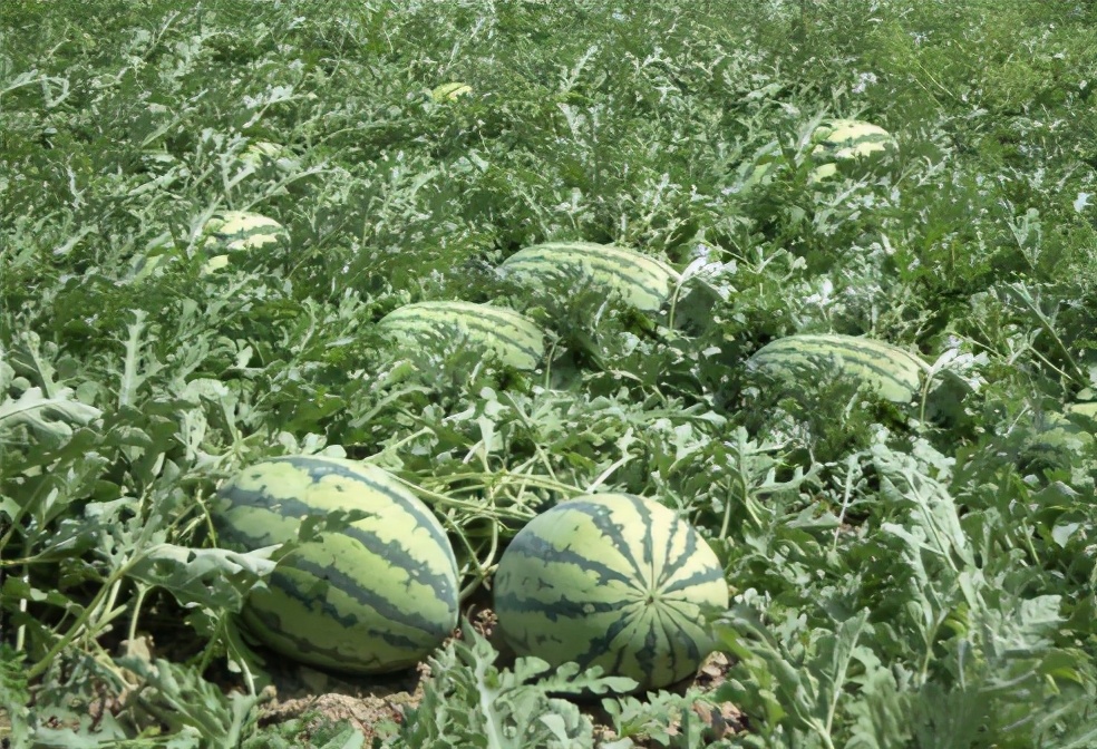 露天西瓜怎么种植方法如下，早春西瓜的种植方法和注意事项