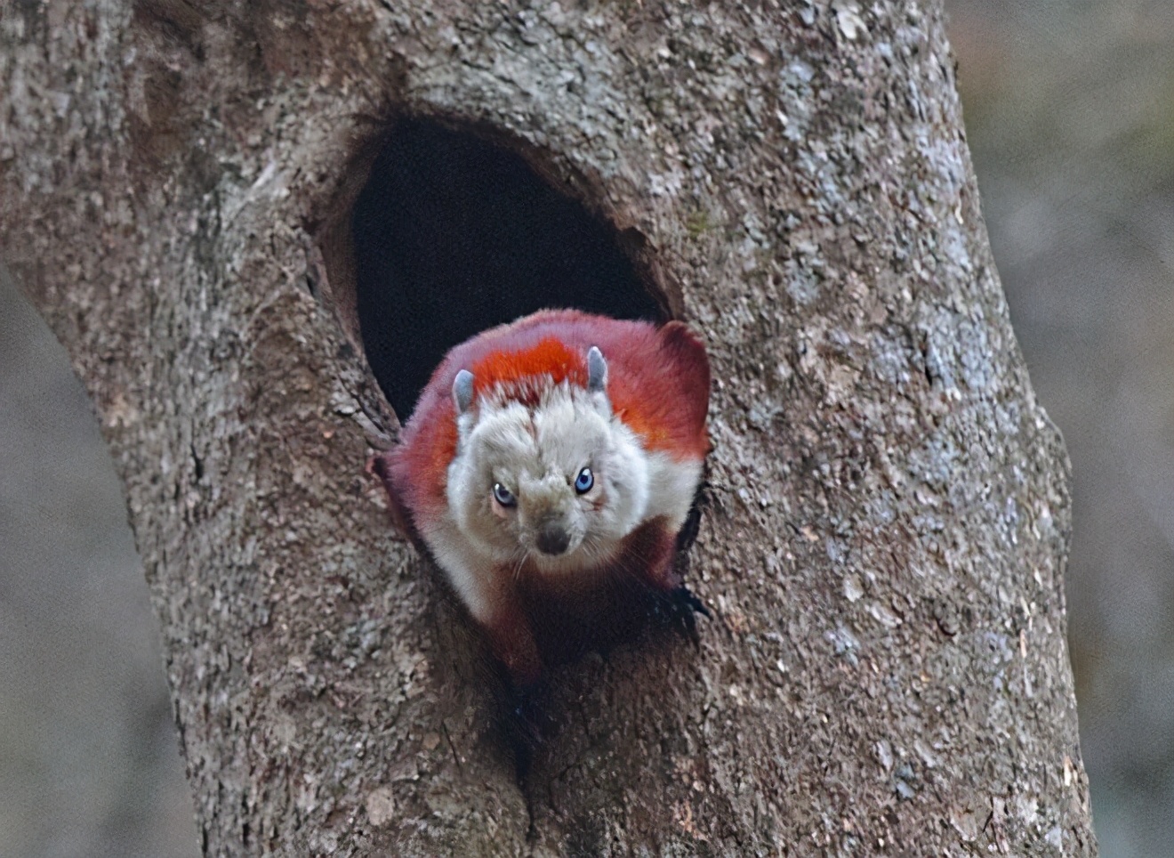 寒号鸟是种什么动物(课本中讲的寒号鸟不是鸟) - 百百科