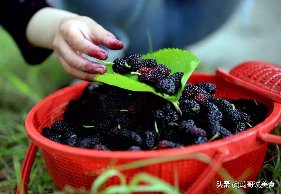 桑葚泡酒的配方和做法（桑葚泡酒的作用与功效）