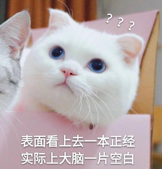 甜甜的猫咪表情包要亲亲