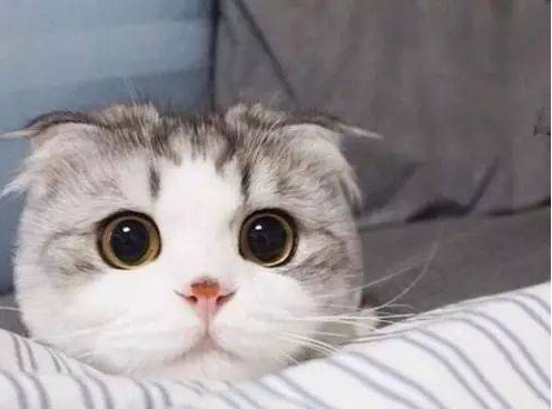 不养折耳猫的5大理由，你能接受吗？