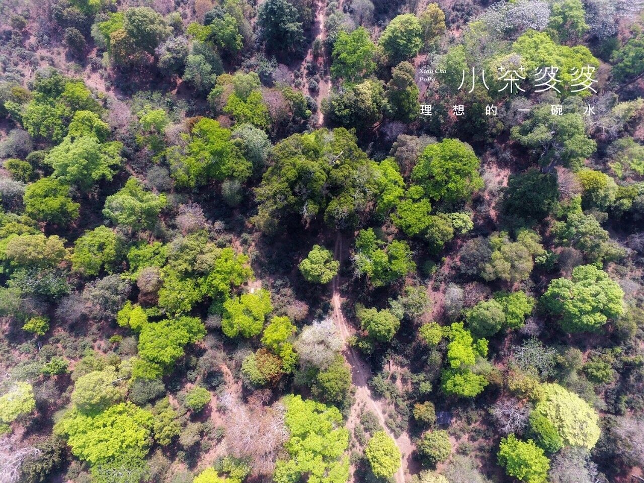 尋香景邁 | 景邁山是雲南最美的茶山,雲海養心,姑娘養眼