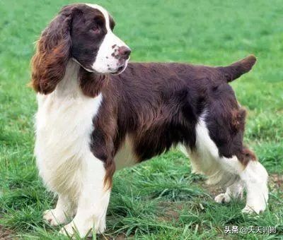 打猎什么狗嗅觉最好！十大优秀嗅觉猎犬