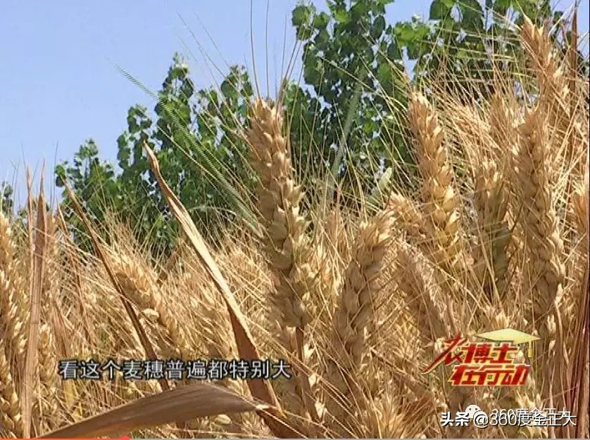滄州東光縣金正大磷能小麥?zhǔn)痉短飳?shí)打?qū)嵤?，?shù)據(jù)告訴你效果