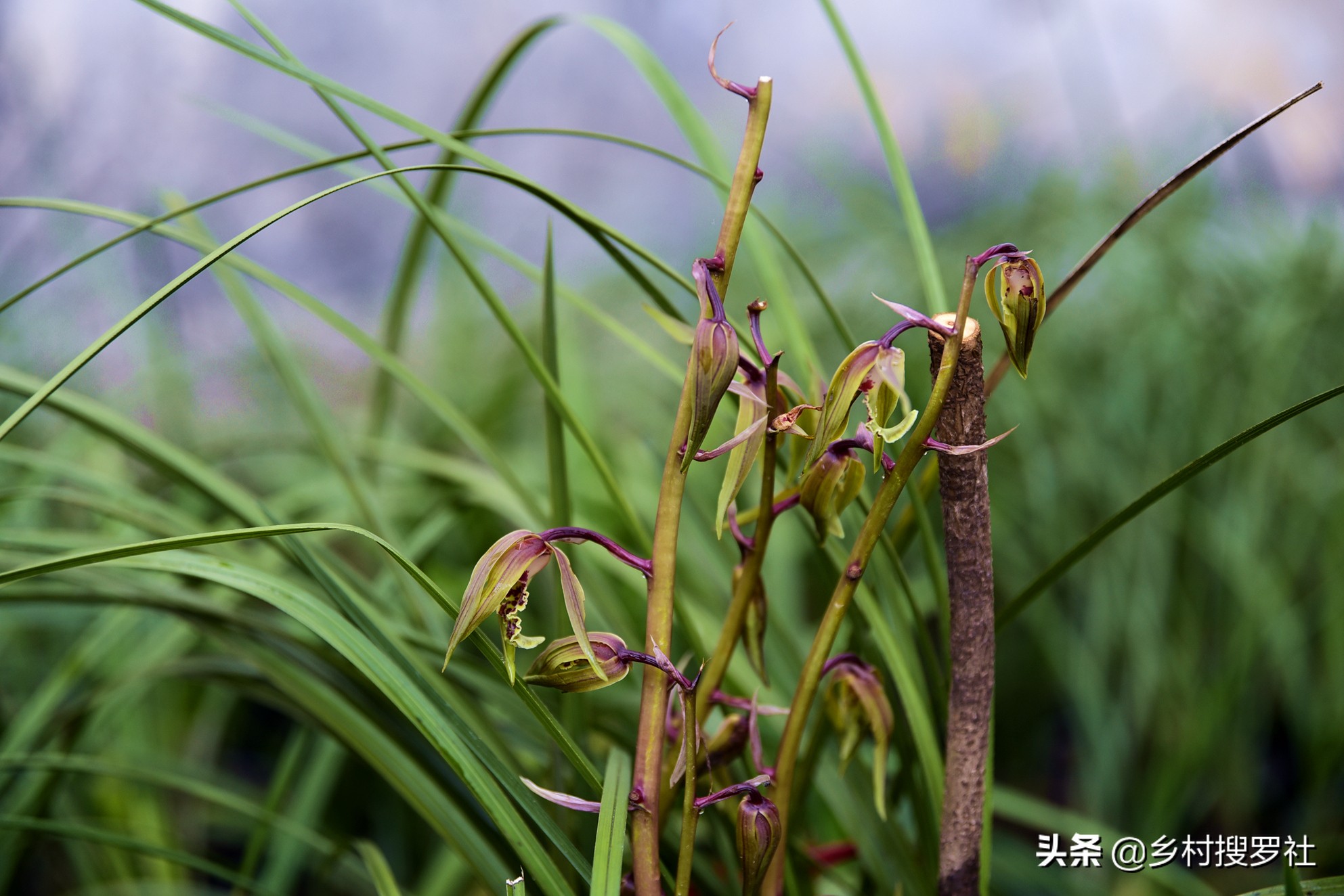 兰花催花技巧，除了露水和磷酸二氢钾，还有两种效果也很不错