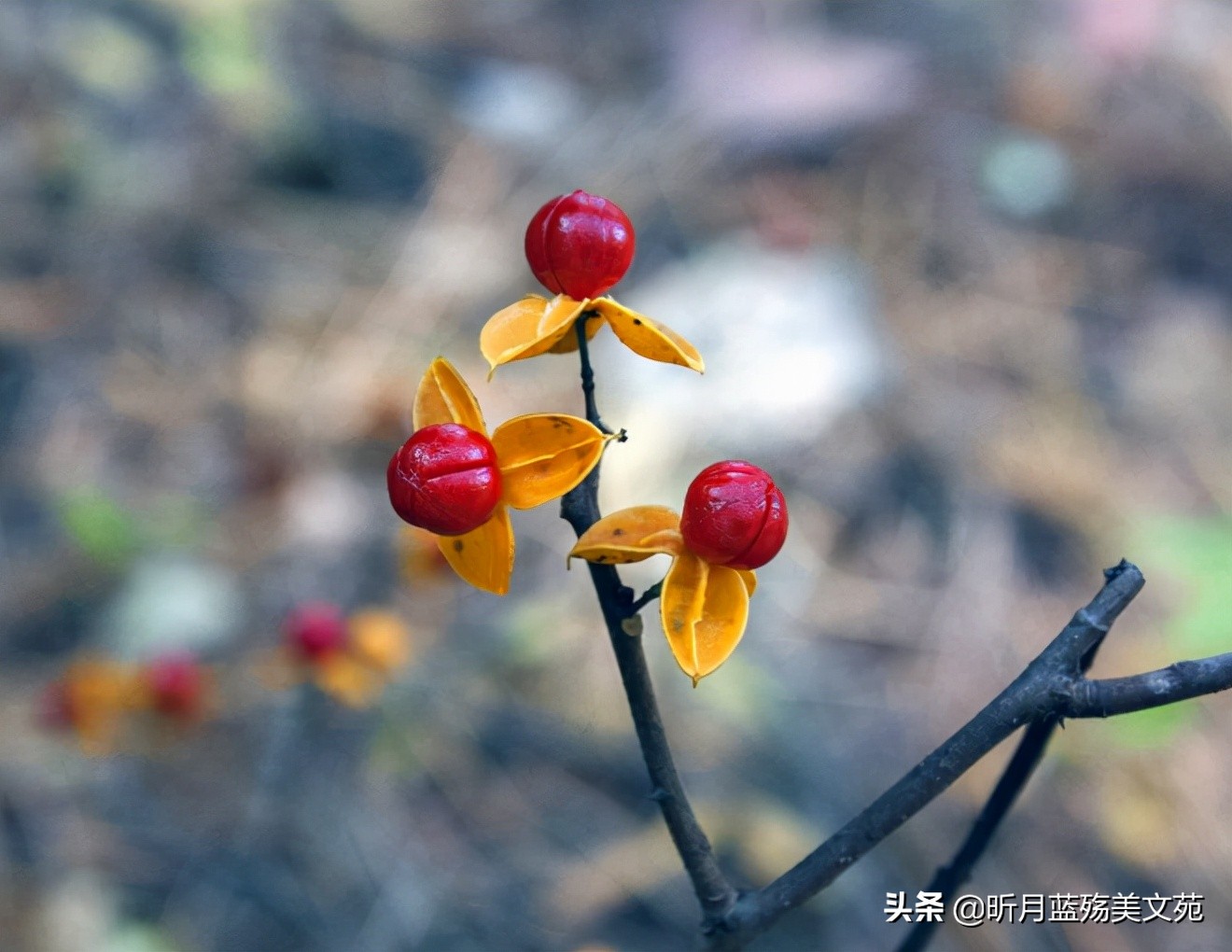 心若相依，不语也珍惜