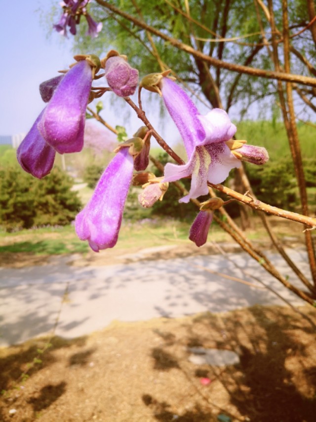 晚安心语!给你一朵正能量的梧桐花,守候春天。