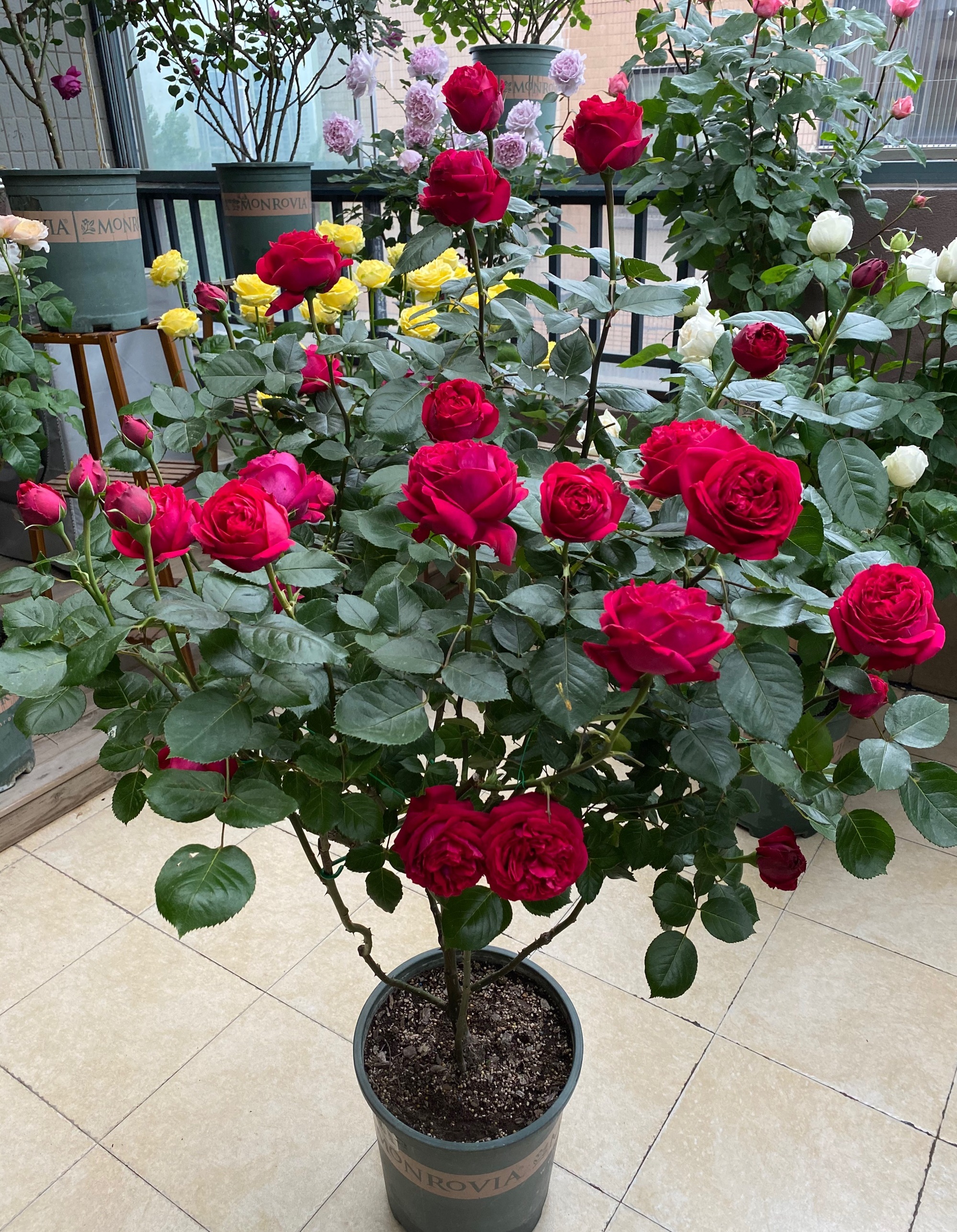 红龙月季的优缺点(红龙月季的养殖方法与好处)