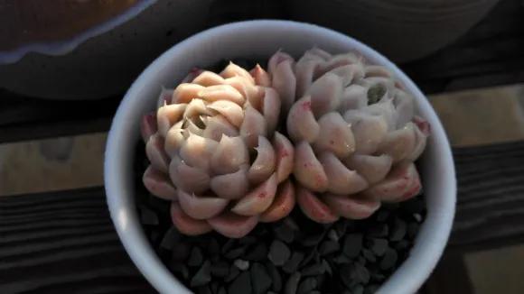 多肉植物呀丨多肉植物种类品鉴,景天专场(一)