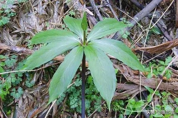 竹林中的“黄金”，数量稀少价值还高，现如今市场上卖300元一斤