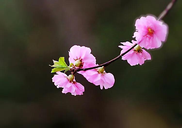 榆叶梅～千枝红似火，笑靥展娇姿。何处寻芳草，榆梅入画来。